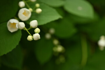 jasmine branches with white flowers, green leaves with jasmine flowers on the bush 