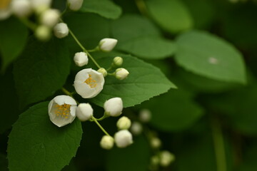 jasmine branches with white flowers, green leaves with jasmine flowers on the bush 