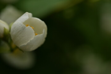 white jasmine macro flower close-up, sustainable razizi concept, jasmine flower 