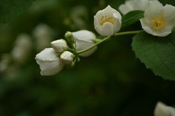 jasmine branches with white flowers, green leaves with jasmine flowers on the bush 