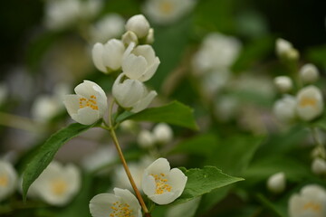 jasmine branches with white flowers, green leaves with jasmine flowers on the bush 