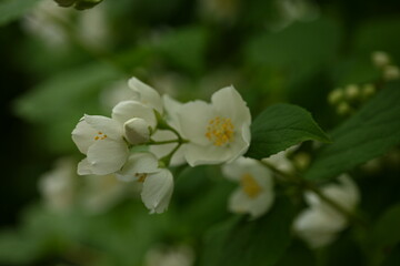 Obraz na płótnie Canvas jasmine branches with white flowers, green leaves with jasmine flowers on the bush 
