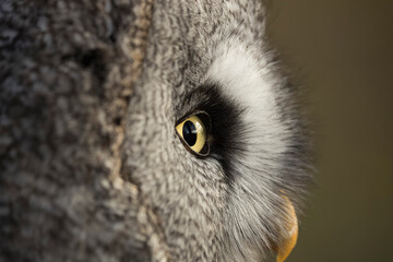 Eye of Great Grey Owl