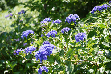 森に咲く青い花　紫　クローズアップ　光　