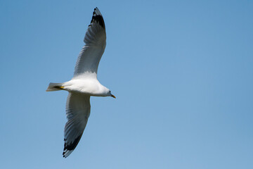Sturmmöwe (Larus canus) im Sommer an der Ostsee	
