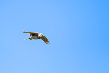 Singende Feldlerche im Flug
