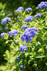 森に咲く青い花　紫　クローズアップ　光　