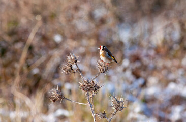 tiny songbird that feeds on thorns, Goldfinch, Carduelis carduelis