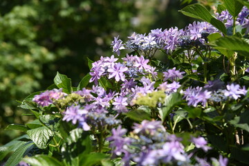紫色の小さな花のクローズアップ　満開　自然　森　林　山　野原　花　