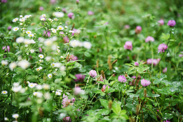 ハルジオンとアカツメクサのクローズアップ　野の花　野草　野原　草原　春　植物　花　白い花　