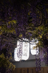 Silhouette of blooming purple wisteria flowers blooming in the night illuminated by Japanese paper in Osaka, Japan, Asia.