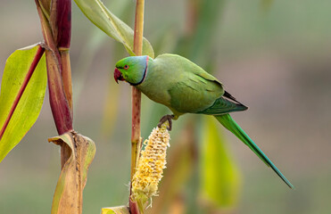 The rose-ringed parakeet, also known as the ringneck parrot or the Kramer parrot, is a medium-sized parrot in the genus Psittacula, of the family Psittacidae © Tariq