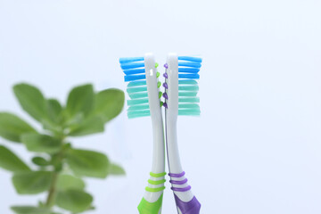 Toothbrushes in a plastic toothbrush holder