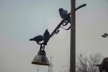 birds on the lamppost