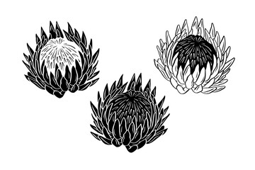 Set of protea flowers black silhouettes isolated on white background - obrazy, fototapety, plakaty