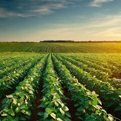 Soybean Elegance: Early Morning Glow Accentuating the Landscape