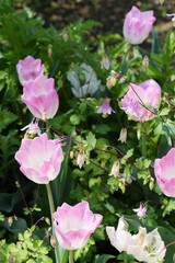 Obraz na płótnie Canvas ピンクのチューリップと蛍袋のアップ　ホタルブクロ　野の花　花畑　花　自然