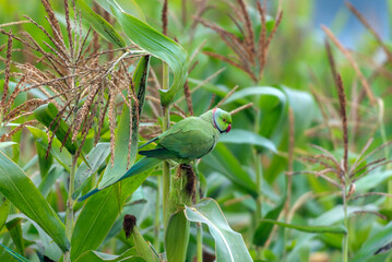 The rose-ringed parakeet, also known as the ringneck parrot or the Kramer parrot, is a medium-sized...