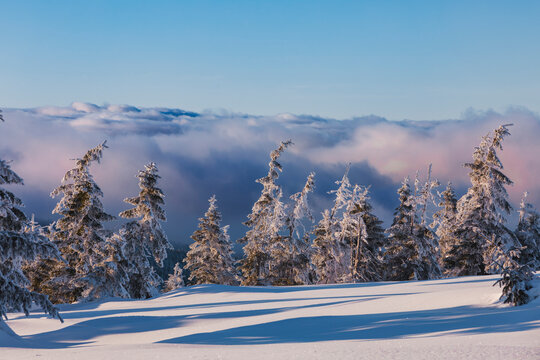 Winter cloudy sunset landscape in the Giant Mountains with trees covered with snow