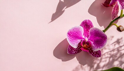 pink orchid and a pattern of flower shadows on a pink background with copy space flower layout flat lay illustration