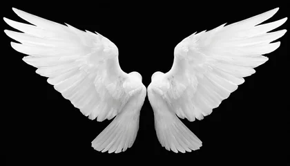 Foto op Canvas white angel wings on background png illustration © Katherine