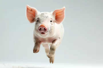 Fotobehang a heavy weight pig jumping  isolate white background © sakepaint