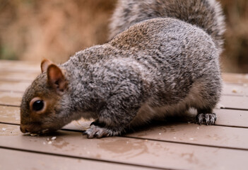 Grey squirrel feeding 