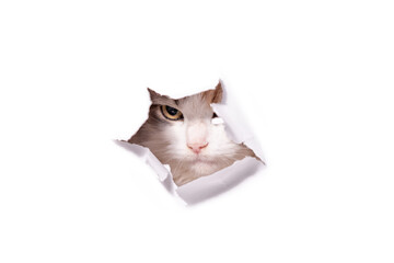 mongrel cat climbs through a hole in a white paper