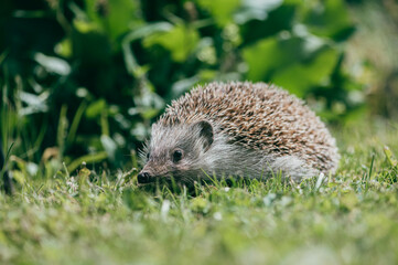 Igel