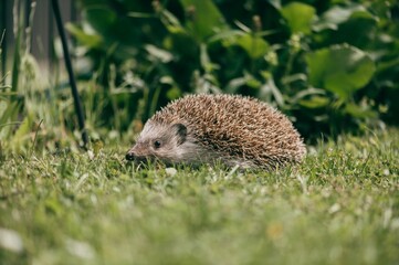 Igel
