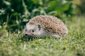 Igel