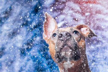 red-haired smooth-haired Staffordshire Terrier dog looking up at the falling snow