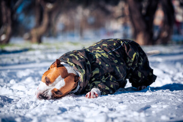 pit Bull terrier dog in a camouflage jacket lying and gnawing snow on a sunny winter day in the park