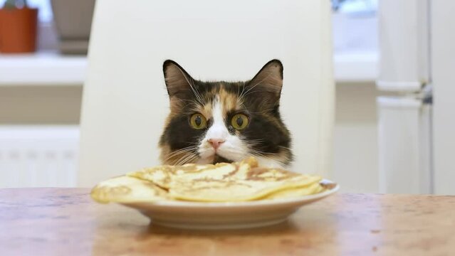 A funny picture of a hungry tricolor cat sitting in front of a plate of pancakes, peering out from under the table with frightened big yellow eyes and stretching its neck.