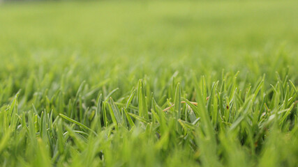 green grass background