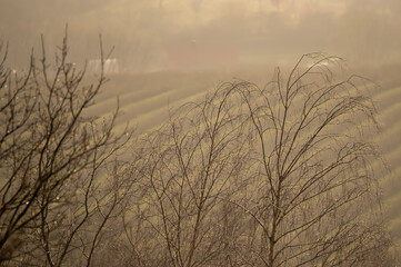 Krajobraz pole we mgle drzewa pokryte kroplami deszczu w porannym zamglonym świetle.