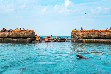 The rookery of Steller sea lions. Group of northern sea lions on the breakwater in the sea. Nevelsk...