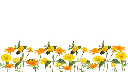 yellow flowers bottom background isolated on transparent background