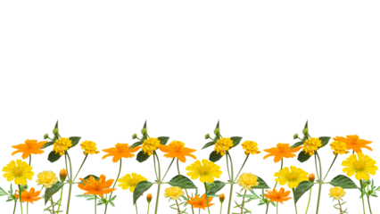 yellow flowers bottom background isolated on transparent background