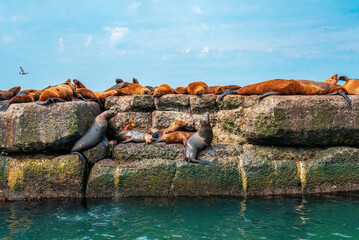 The rookery of Steller sea lions. Group of northern sea lions resting on a rock. Nevelsk city,...