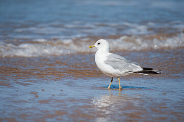 A common gull standing on the beach