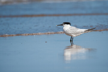 A sandwich tern standing at the beach