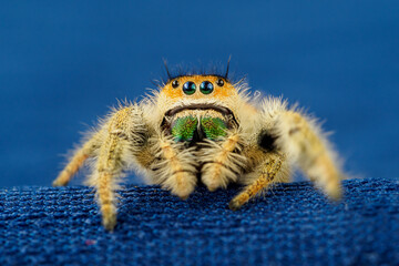 Orange female regal jumping spider, Phidippus regius