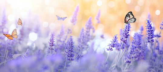 A butterfly sitting on lavender flowers in the morning, in the style of bokeh panorama, light...