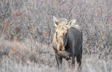 Alaska moose on the Savage River Trail in Denali National Park, Alaska, USA