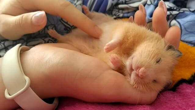 Woman strokes the belly of a sleeping hamster