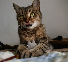 Buffy the cat in a playful mood