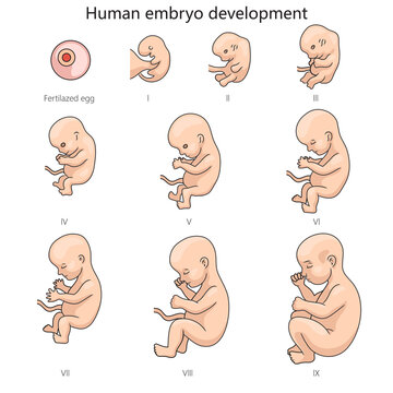 Stages of human embryo fetal development diagram hand drawn schematic raster illustration. Medical science educational illustration