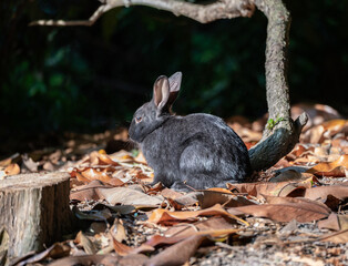 Black Rabbit  in Minora Park in Richmond, Vancouver, Canada