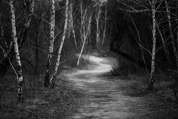 path in the woods
